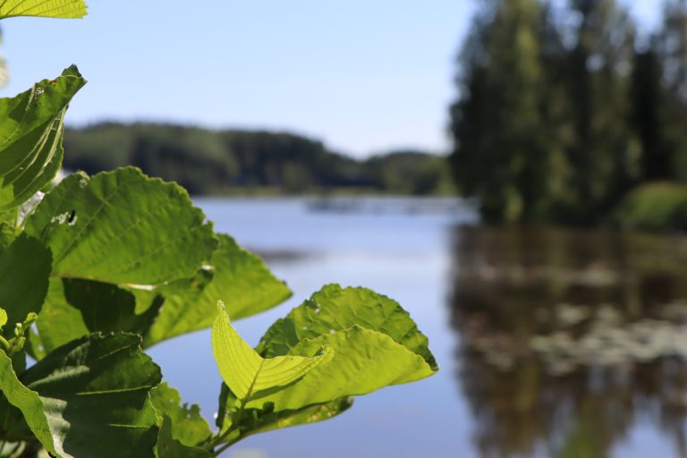 Lähikuva koivun lehdistä, taustalla järvimaisema